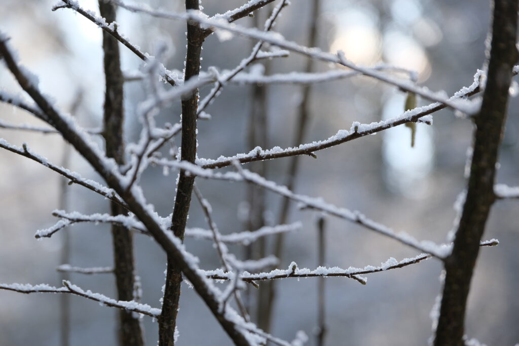 Serene Winter Wallpaper: Snow-Covered Branches & Calm Background