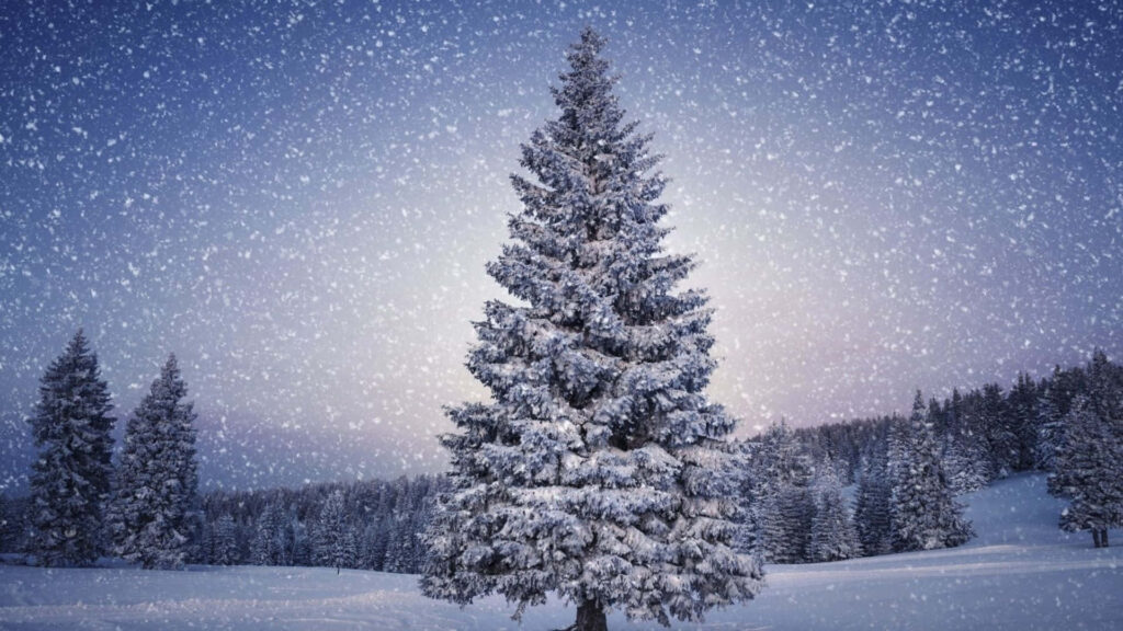 Serene Snow-Covered Evergreen: Tranquil Winter Wallpaper Background
