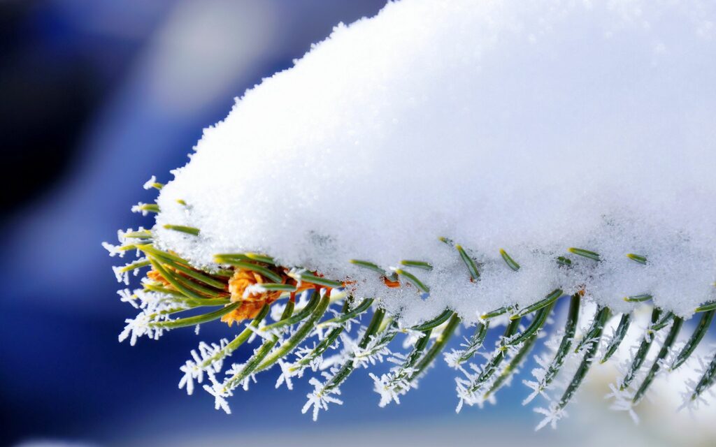 Frosty Spruce Branch Close-Up: Serene Winter Wallpaper Background