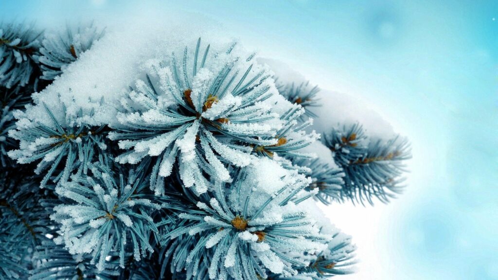 Serene Winter Wallpaper: Snow-Covered Spruce on Soft Blue Background