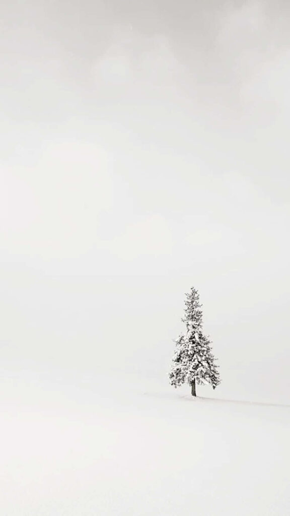 Serene Winter Scene: Snow-Covered Tree in a Snowy Field Background Wallpaper