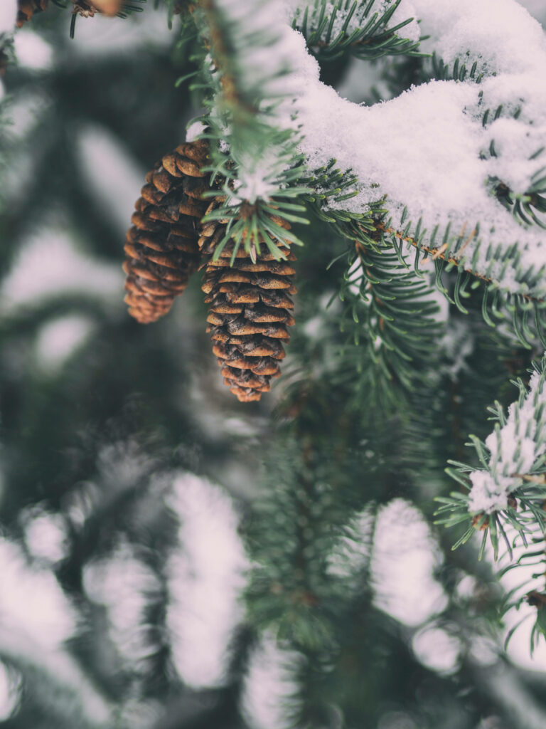 Serene Winter Wallpaper: Snow-Dusted Pine Branches & Cones