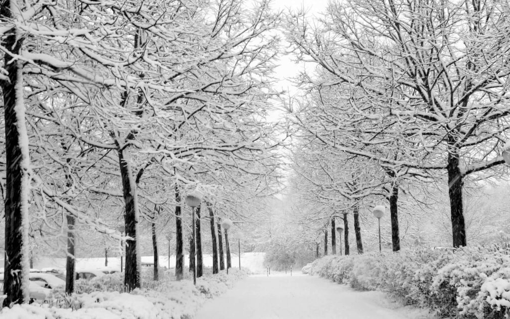 Serene Snow-Covered Pathway: Charming Winter Scene with Leafless Trees Wallpaper