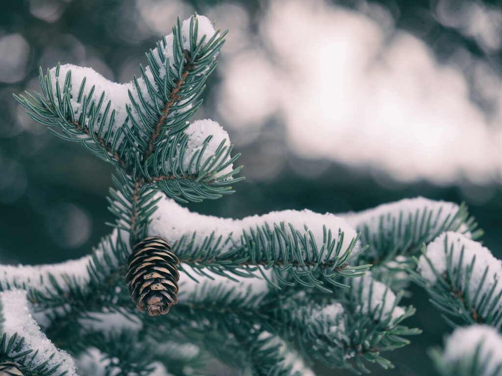 Serene Winter Wallpaper: Snowy Spruce Branch with Pine Cone
