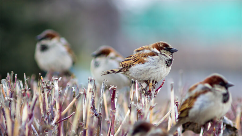 Tranquil Winter Wallpaper: Sparrows on Bare Branches Background