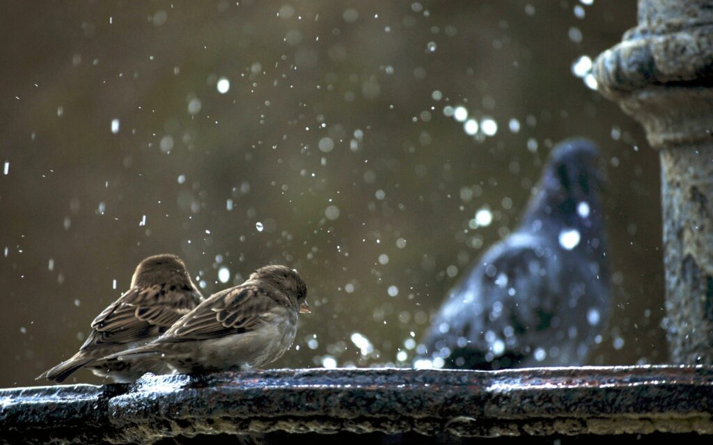 Serene Winter: Sparrows Nestled on Snowy Perch in Cold Elements Wallpaper