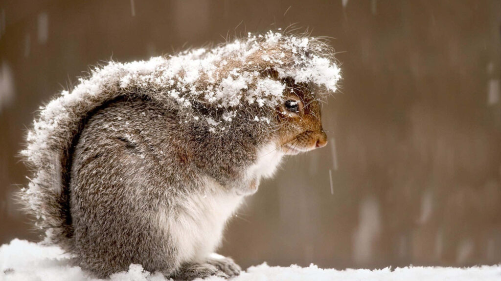 Serene Winter Wallpaper: Squirrel Sheltered in Snowy Nature