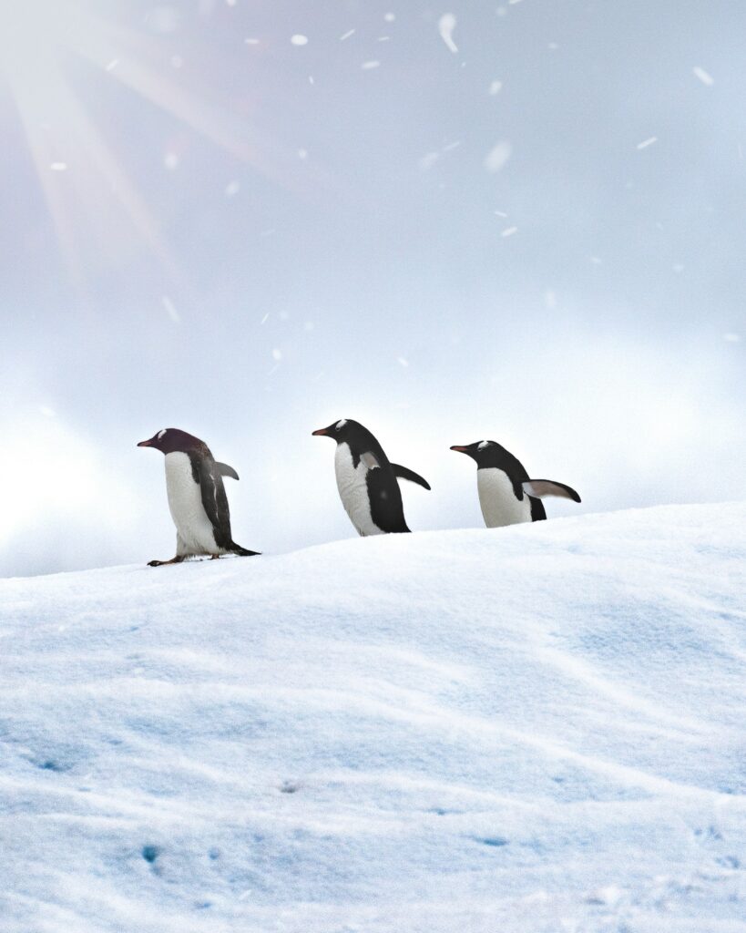 Tranquil Winter Penguin Scene Wallpaper: Snowy Landscape Bliss