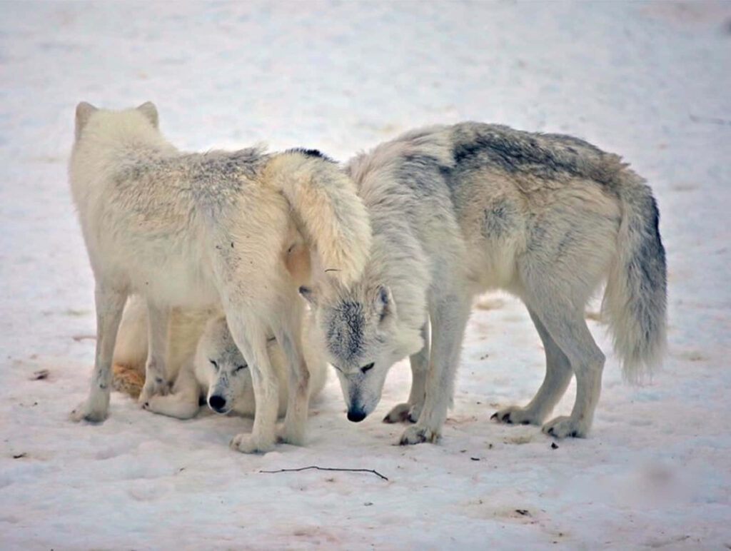 Serene Winter Wolves Wallpaper: Unity in Snowy Wilderness