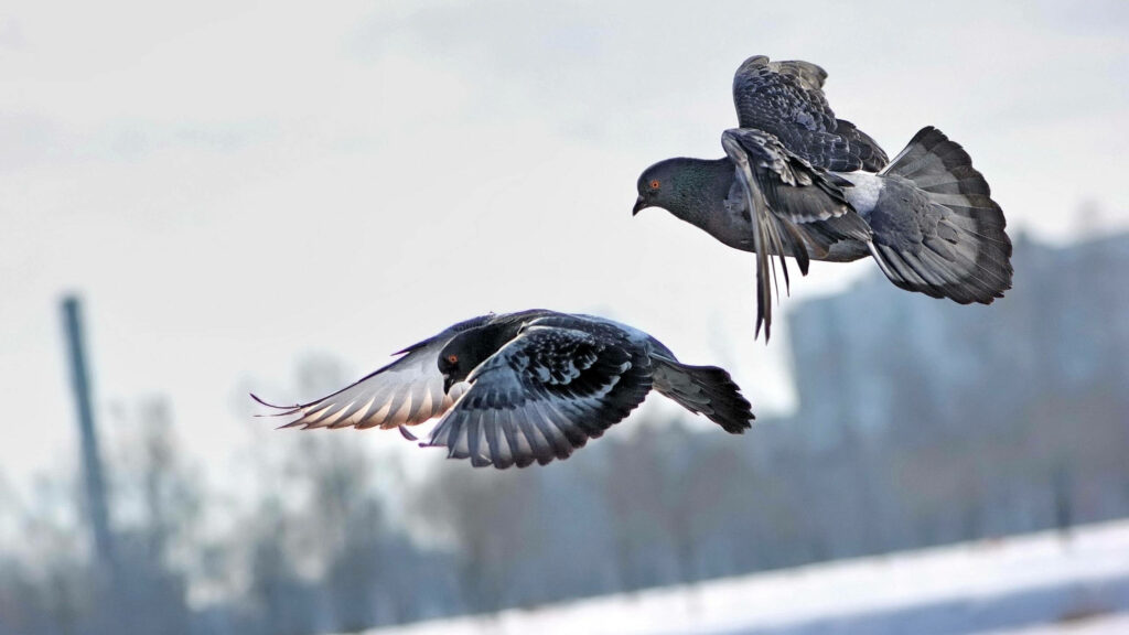 Serene Pigeons in Graceful Flight Against Soft Wintry Background Wallpaper