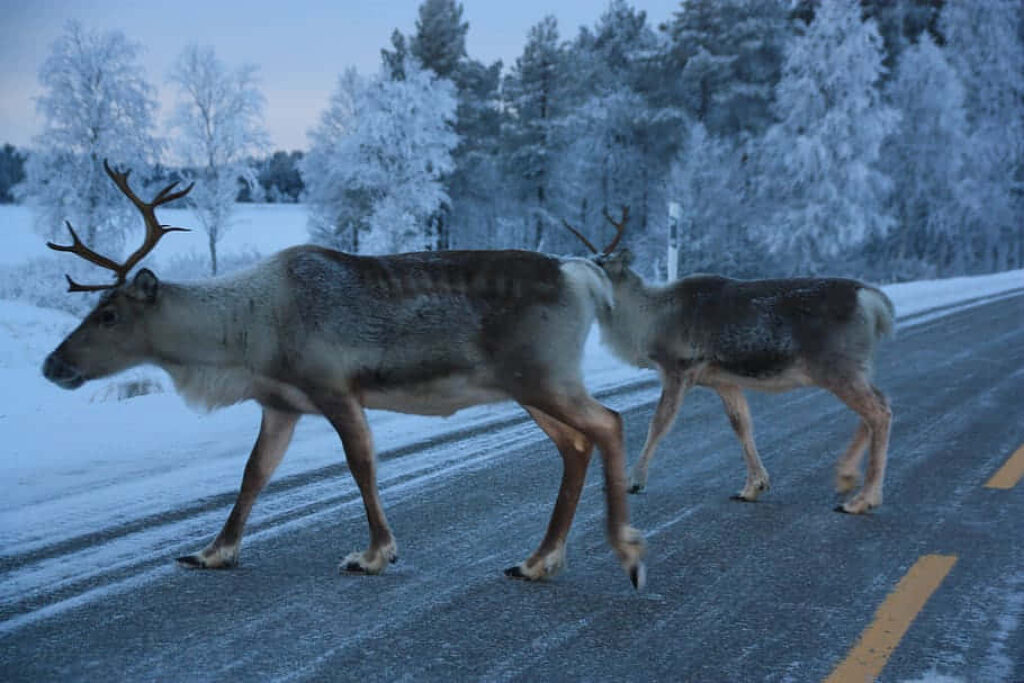 Two Reindeer Gracefully Traverse a Serene Snowy Winter Landscape Wallpaper