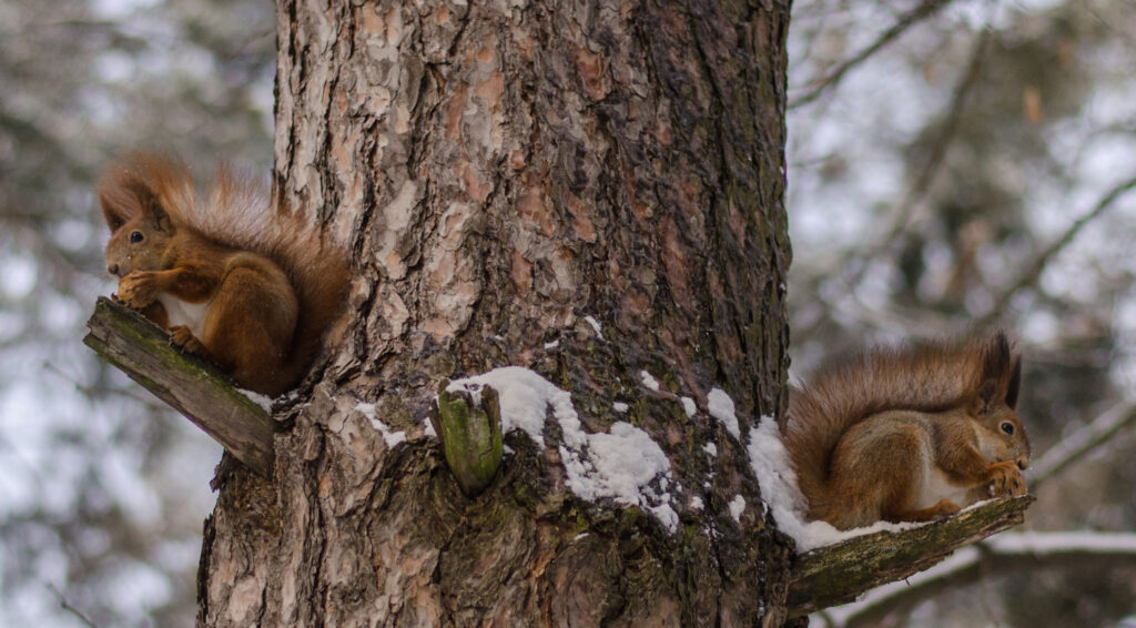Serene Snowy Wallpaper: Squirrels on Tree Branches in Winter