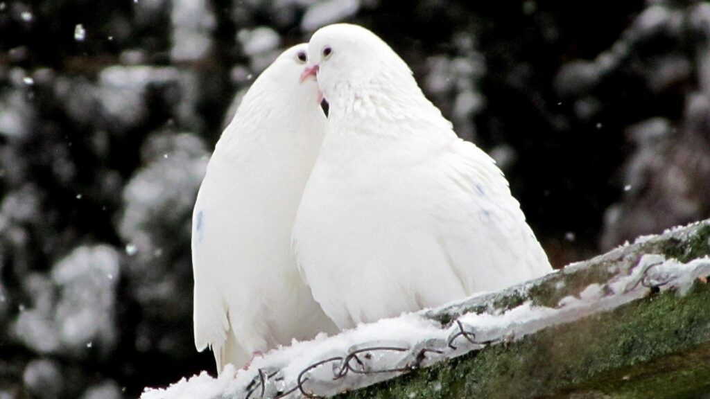 Serene Winter Scene: Two White Pigeons on Snowy Rooftop Wallpaper