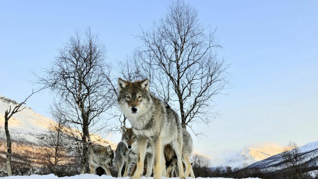 Serene Winter Morning Wallpaper: Wolves in Snowy Landscape