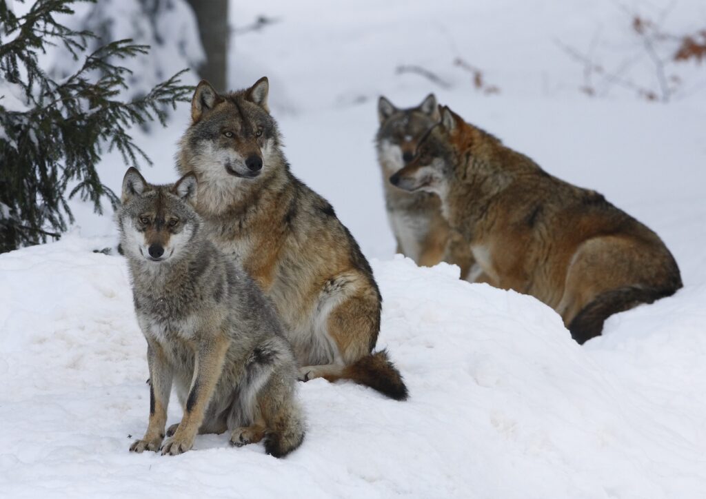 Serene Winter Forest Wallpaper with Wolves in Snowy Landscape