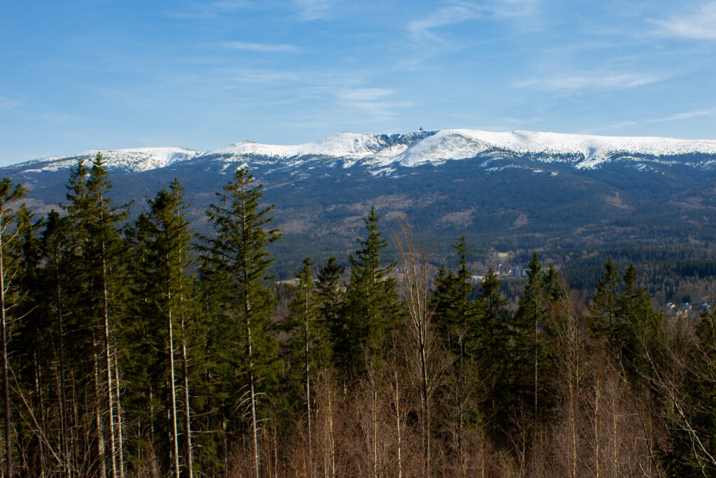 Snow capped mountains with dense green forest and clear blue sky winter wilderness wallpaper