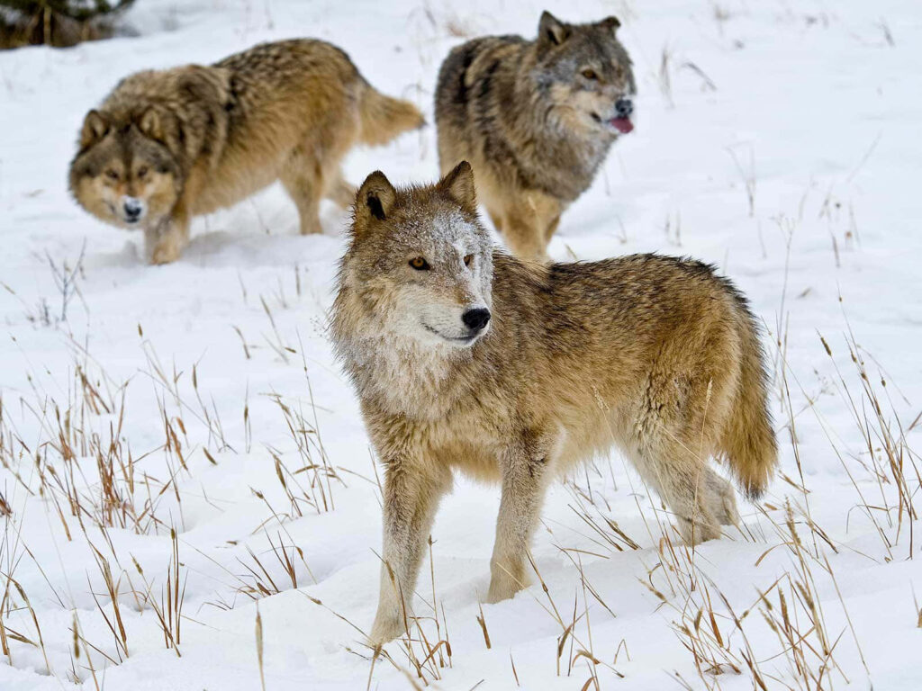 Wolves in Snowy Forest: A Serene Winter Wilderness Scene Wallpaper