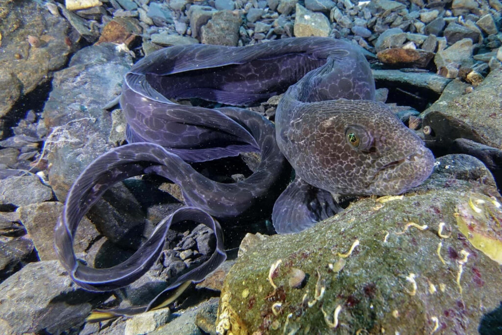 Serene Wolf Eel Among Rocks: Textured Beauty in Marine Habitat Wallpaper