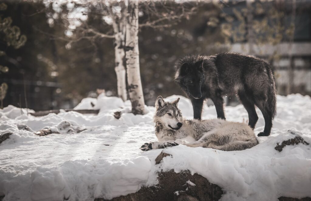 Peaceful Wolves in Snowy Landscape - Serene Bond Wallpaper