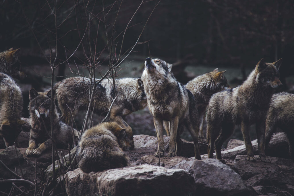 Wolves in Forest: Majestic Pack Scene with Unique Focal Point Wallpaper