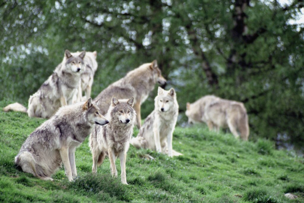 Serene Wolf Pack on Lush Hill - Tranquil Wildlife Wallpaper