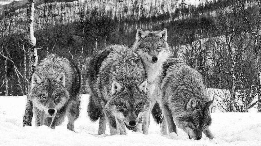 Alert Wolves in Snowy Landscape: Strength & Serenity of Wilderness Wallpaper