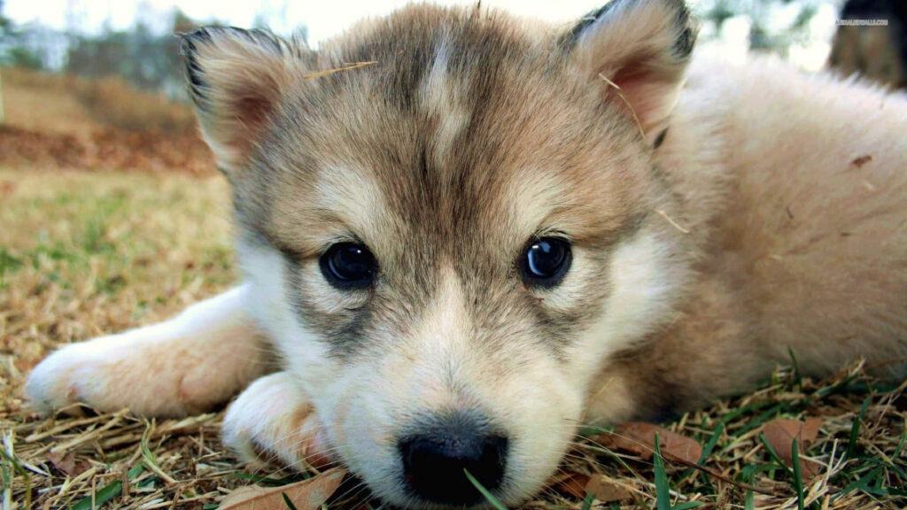 Adorable Wolf Pup in Serene Forest Wallpaper - Nature's Beauty