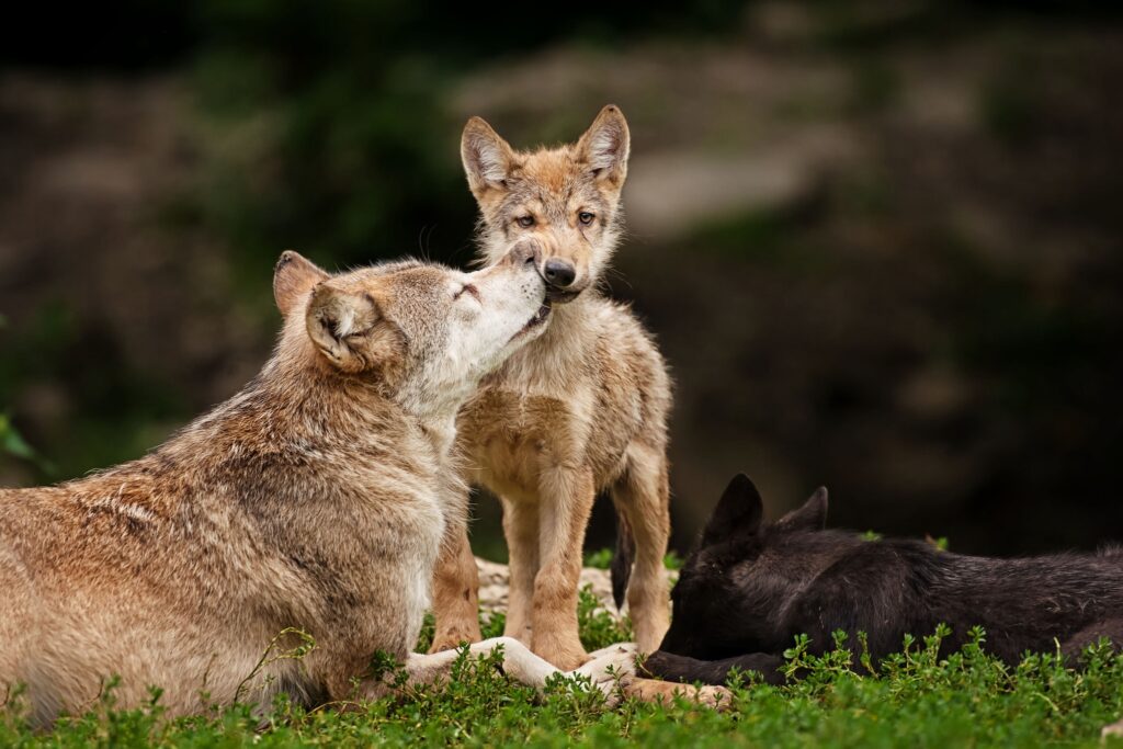 Wolves Nurturing Pups: Serene Natural Setting Wallpaper