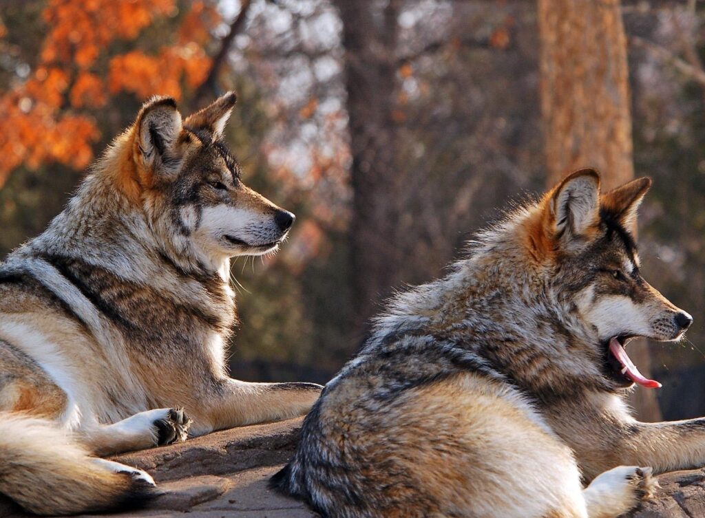 Serene Wolf Wallpaper with Autumn Foliage – Nature's Tranquility