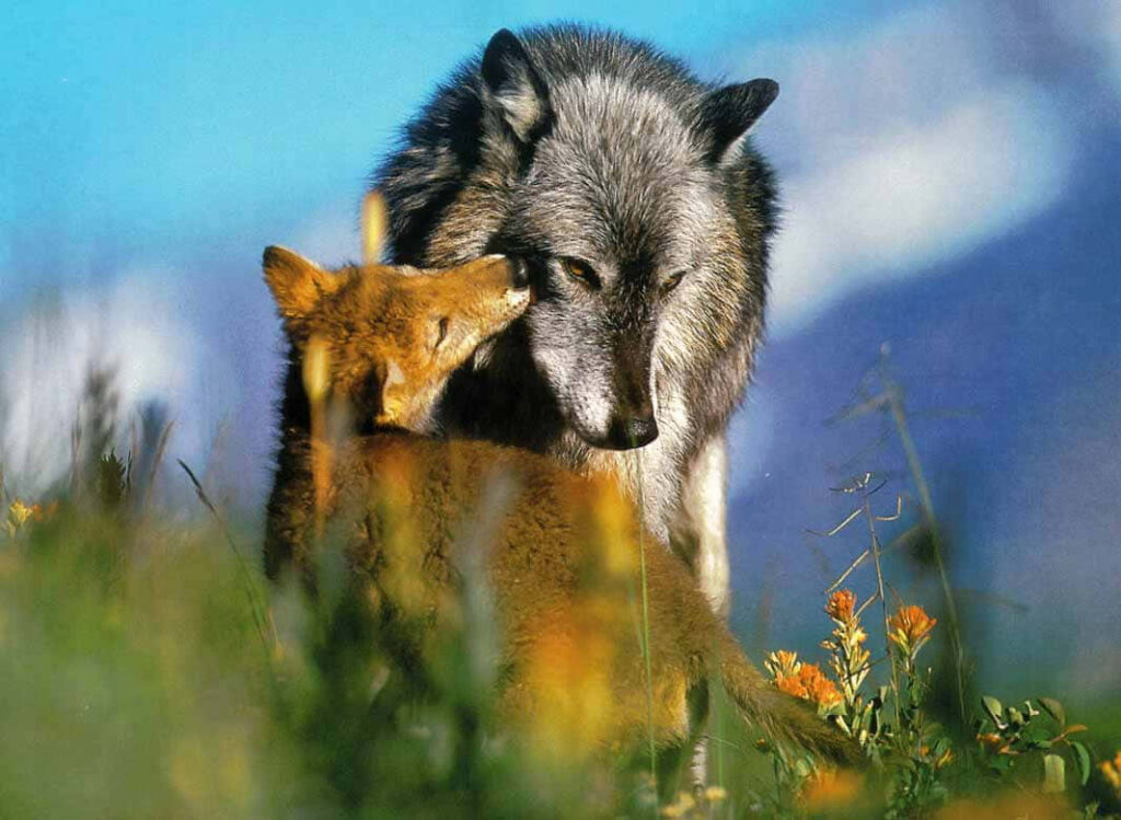 Majestic Wolf in Vibrant Spring Forest Wallpaper - Serene Nature Scene