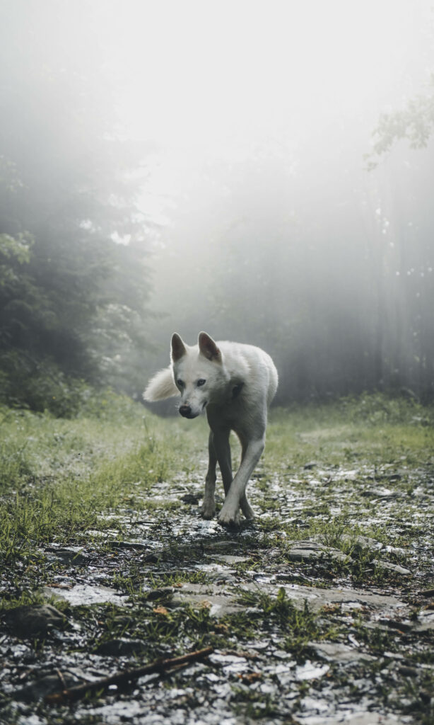 Cute Wolf in Misty Forest: Serene Wallpaper for Tranquil Background