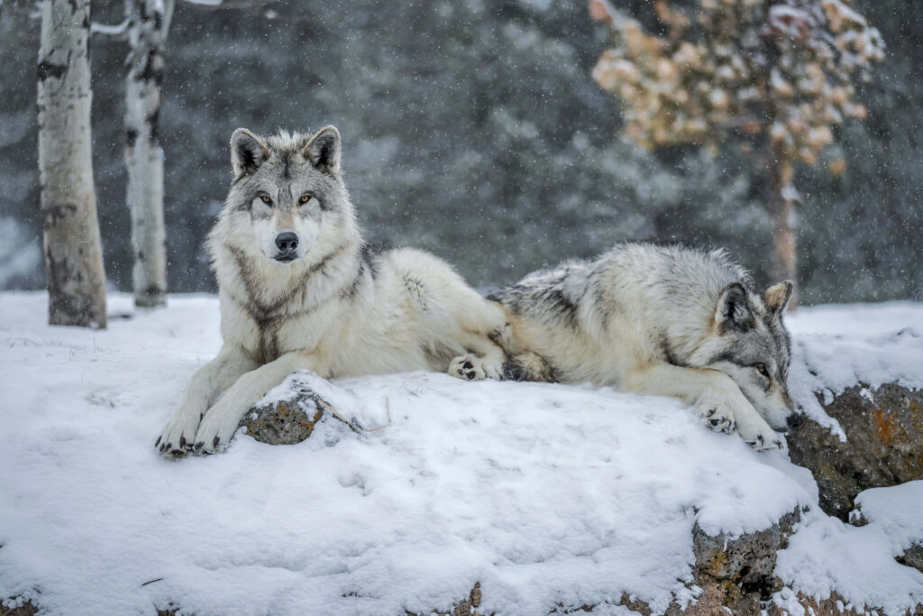 Majestic Wolves in Snowy Landscape - Serene Background Wallpaper