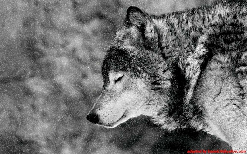 “Serene Wolf in Snowfall - Grayscale HD Wallpaper Background”