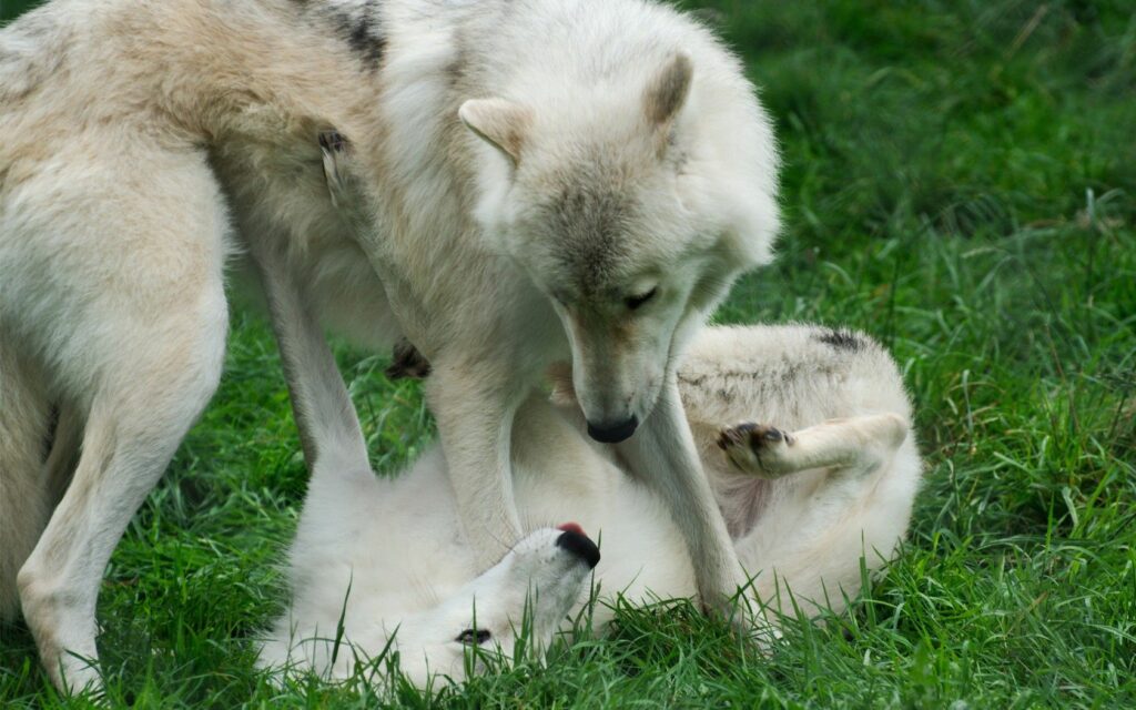 Serene Wolf Interaction Wallpaper: Grassy Harmony in Nature