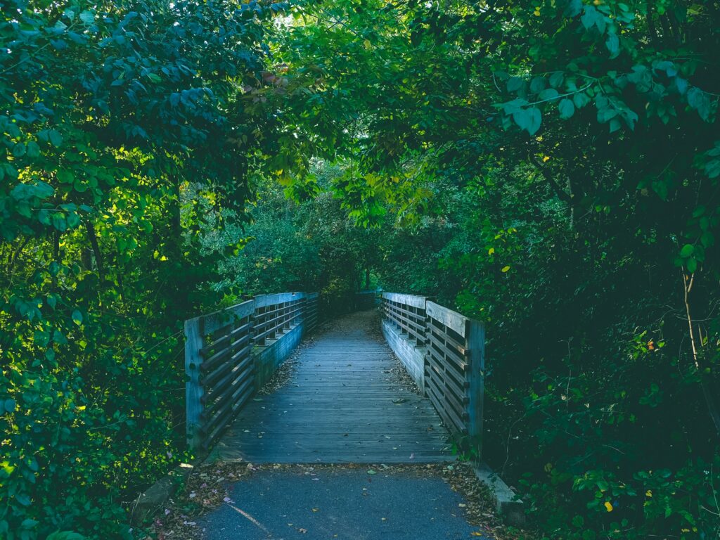 Serene wooden bridge through lush green trees with sunlight creating peaceful summer pathway wallpaper