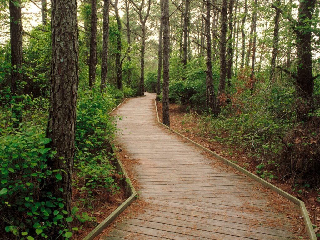 Winding wooden path through dense forest with lush green foliage and tall trees wallpaper background
