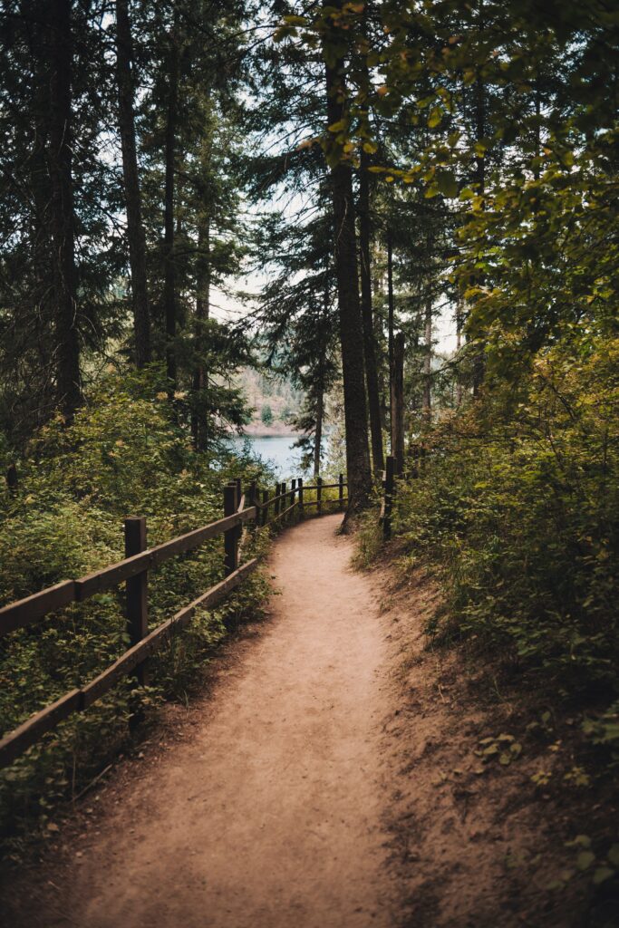 Serene dirt path through dense spruce forest with rustic fence and sunlit natural clearing wallpaper