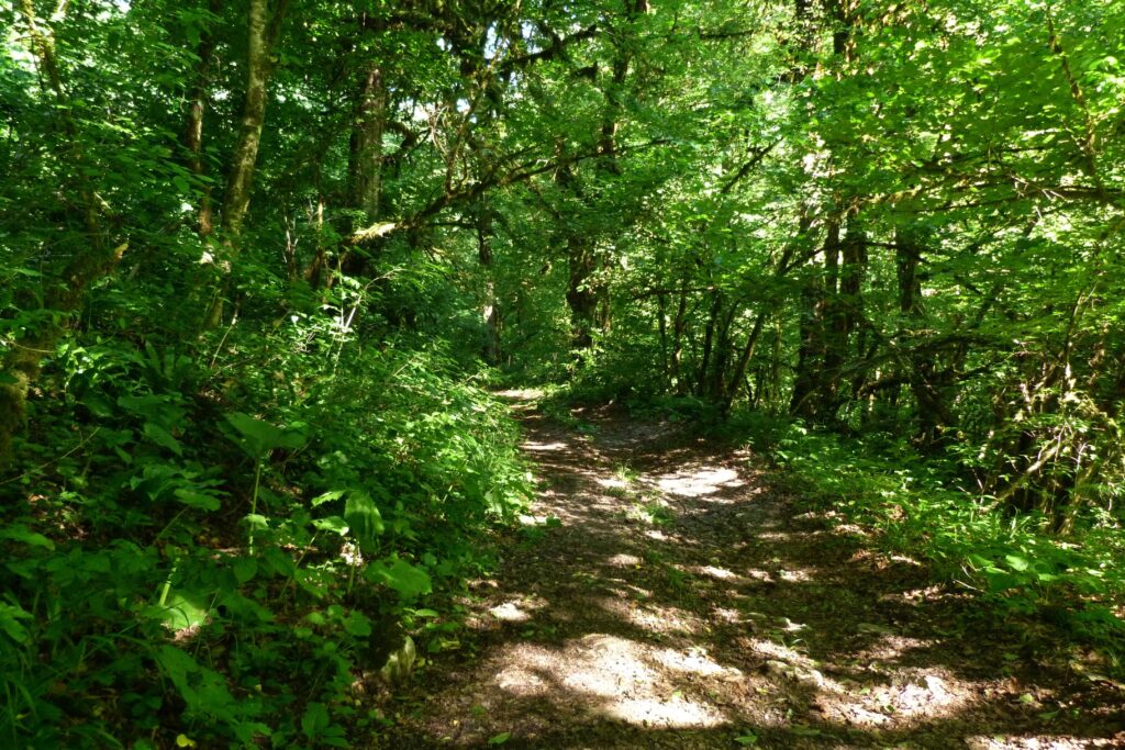 Serene woodland path through lush green trees with dappled sunlight and dense forest foliage Wallpaper