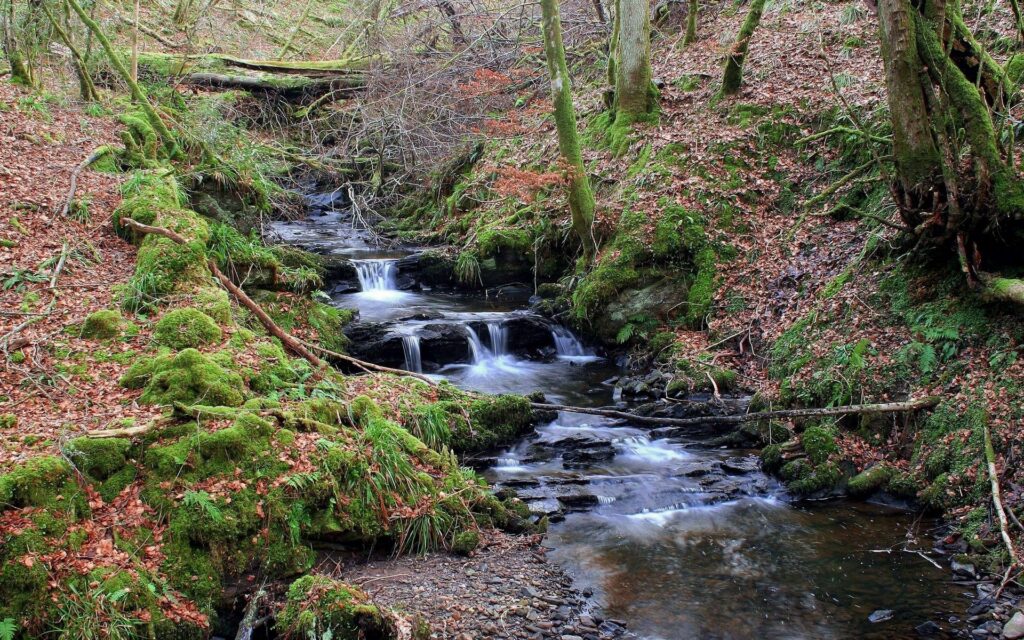 Serene woodland stream flowing over mossy rocks surrounded by autumn leaves and tall forest trees Wallpaper