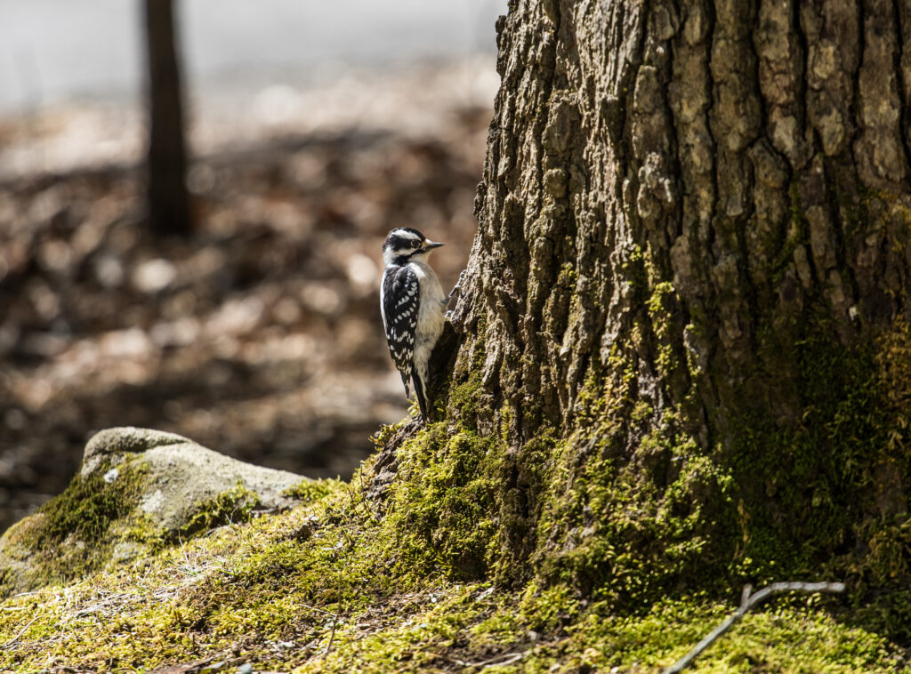 Small Bird on Tree Trunk with Moss – Serene Woodland Background Wallpaper