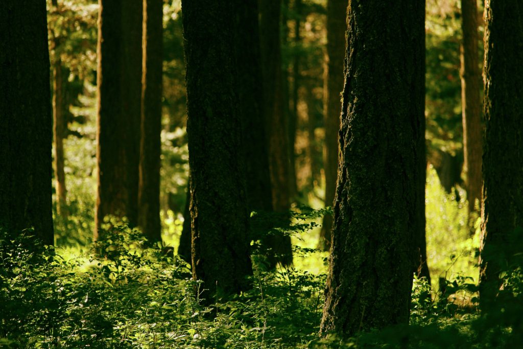 Sunlit woodland wallpaper with textured tree trunks and vibrant lush green forest floor background