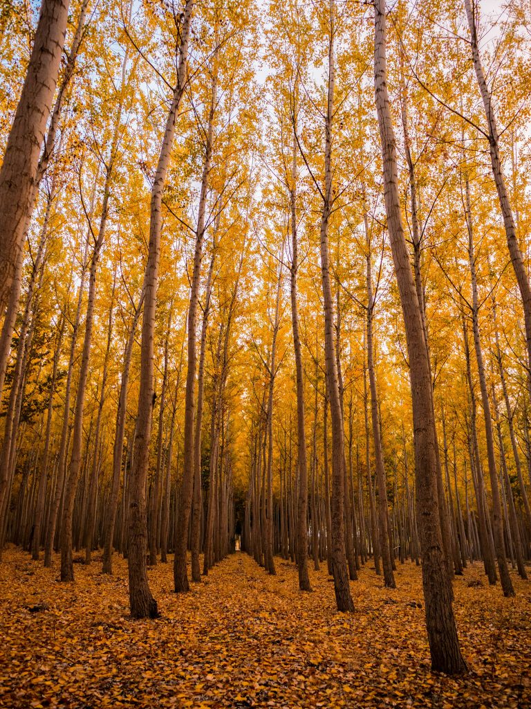 Yellow autumn forest with tall trees and golden leaves creating a peaceful cozy scene Wallpaper