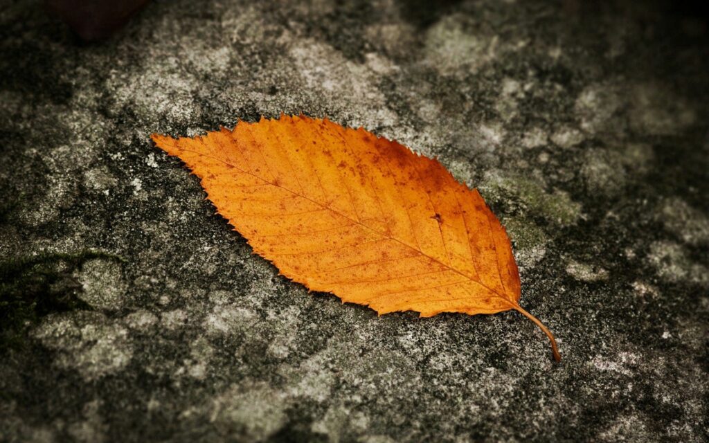 Yellow autumn leaf on textured grey earth background warm fall tones serene wallpaper