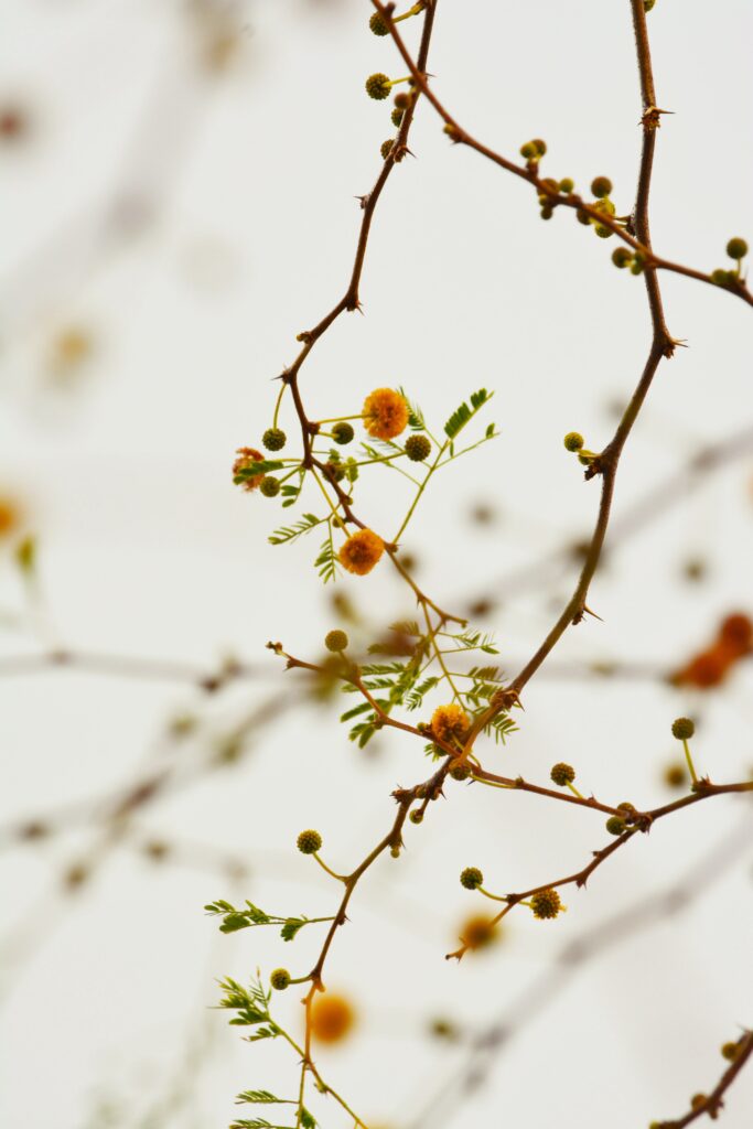 Delicate Yellow Blossom Branches: Serene Minimalist Background Wallpaper