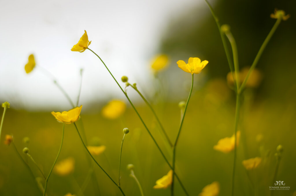 Delicate Yellow Buttercup Wallpaper: Soft Blooms on a Blurred Background