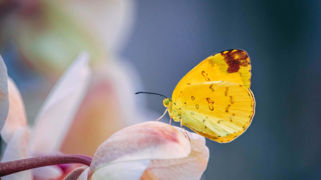 Serene Yellow Butterfly Wallpaper on Pastel Flower Background