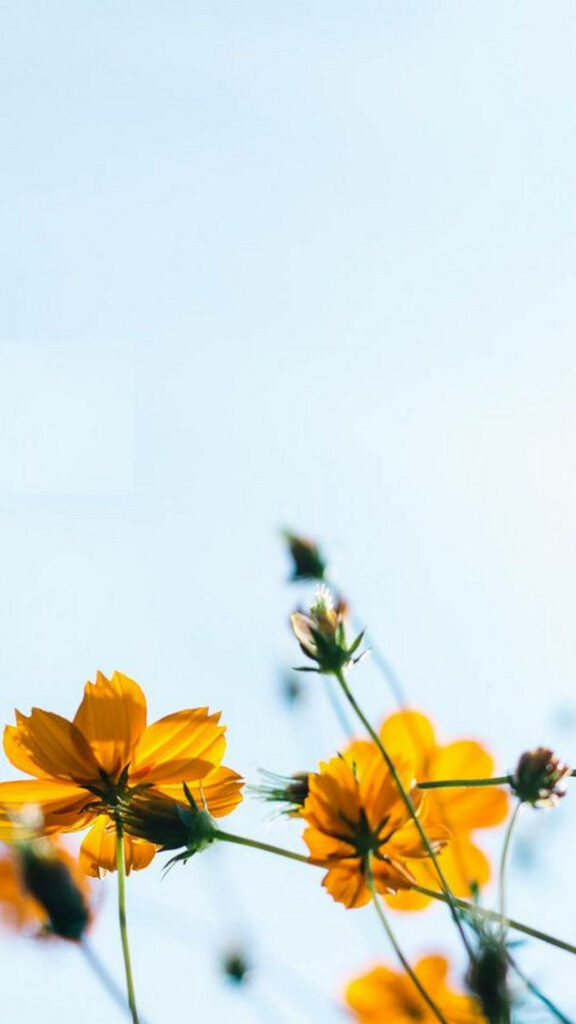 Vibrant Yellow Coreopsis Flowers Wallpaper for Serene Phone Background