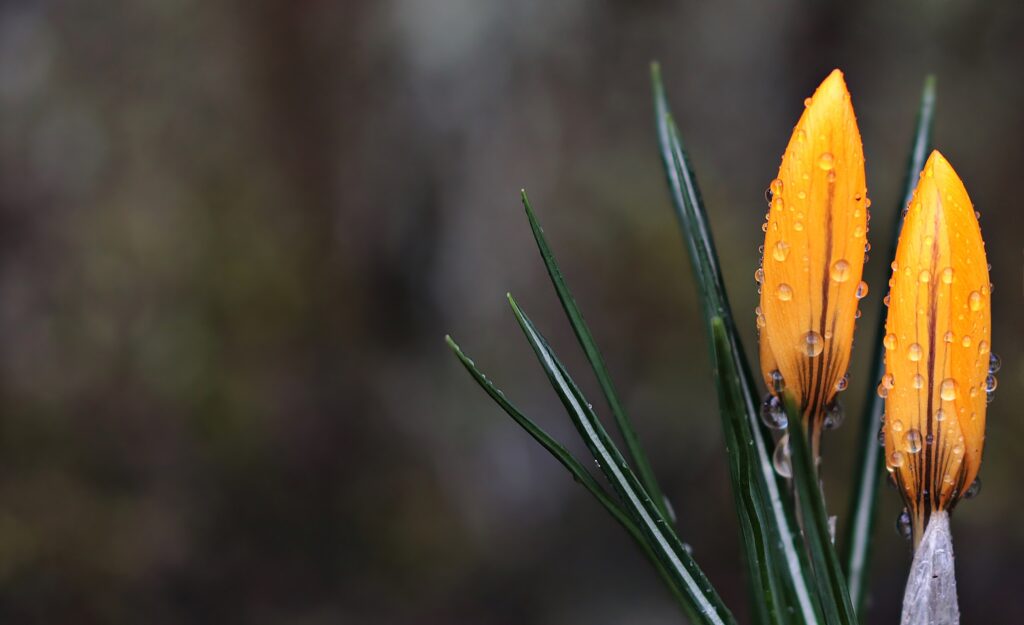 Vibrant Yellow Crocus Wallpaper with Glistening Water Droplets