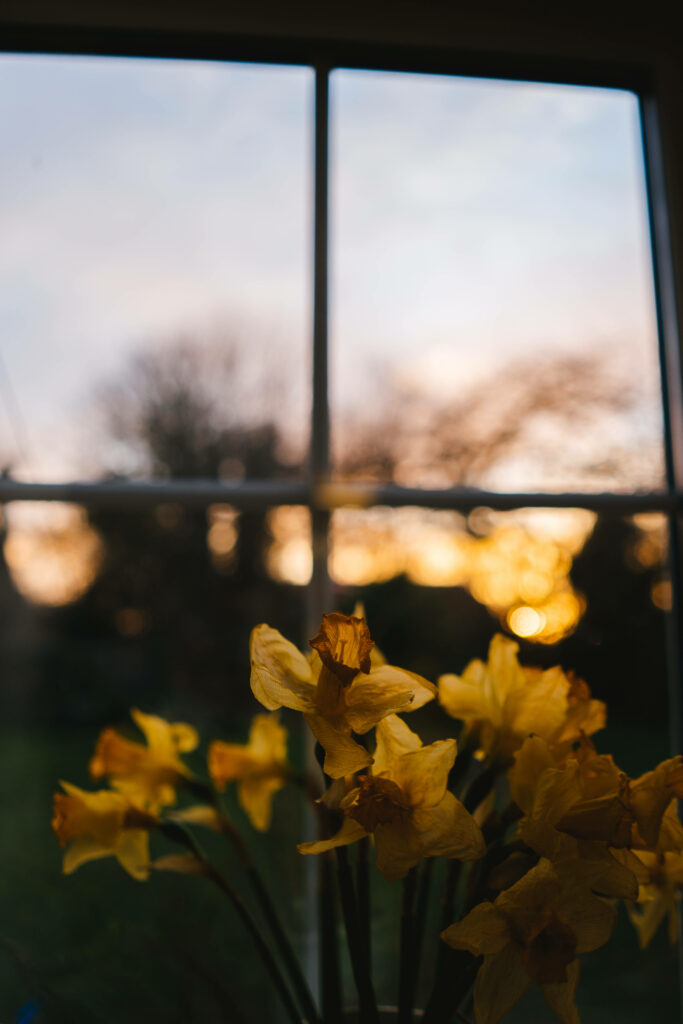 Serene Yellow Daffodils Wallpaper: Soft Focus Sunset Backdrop