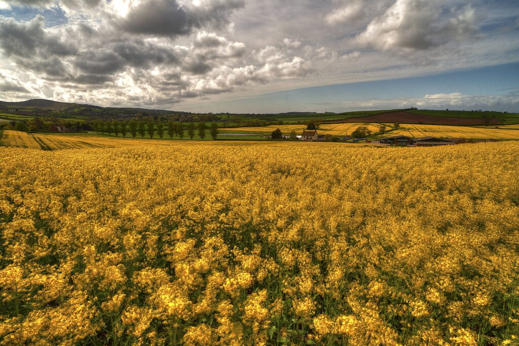 Vast yellow flower field under dramatic sky with green hills and soft sunlight countryside scene Wallpaper
